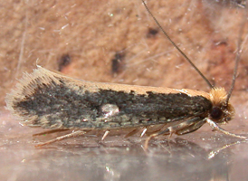 Gold-headed Monopis